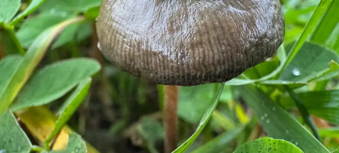 Psilocybe semilanceata Mushroom Spores