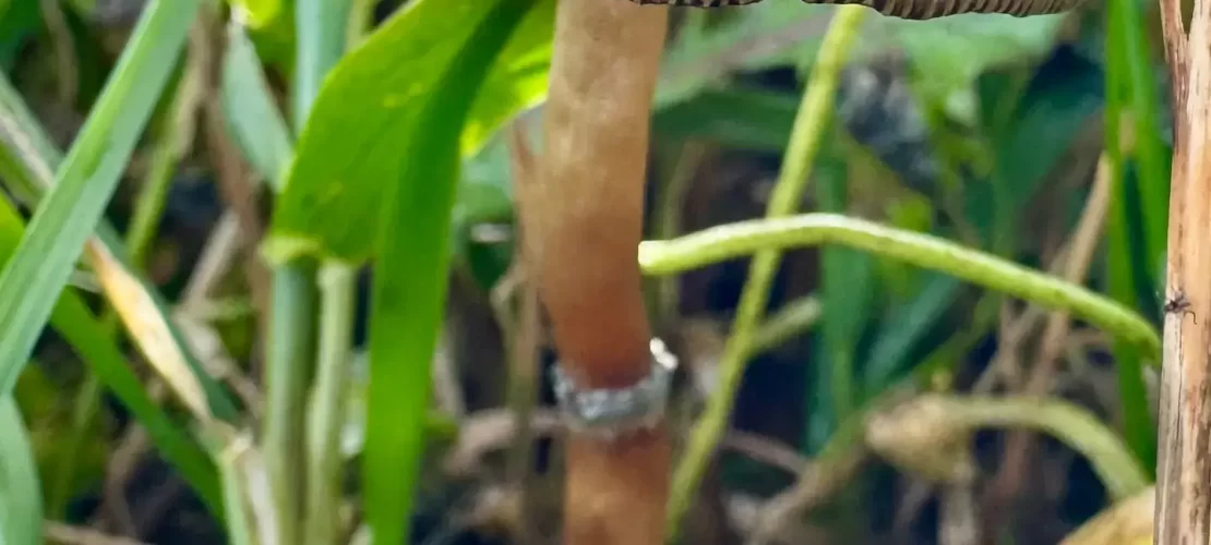 Psilocybe stuntzii Mushroom Spores