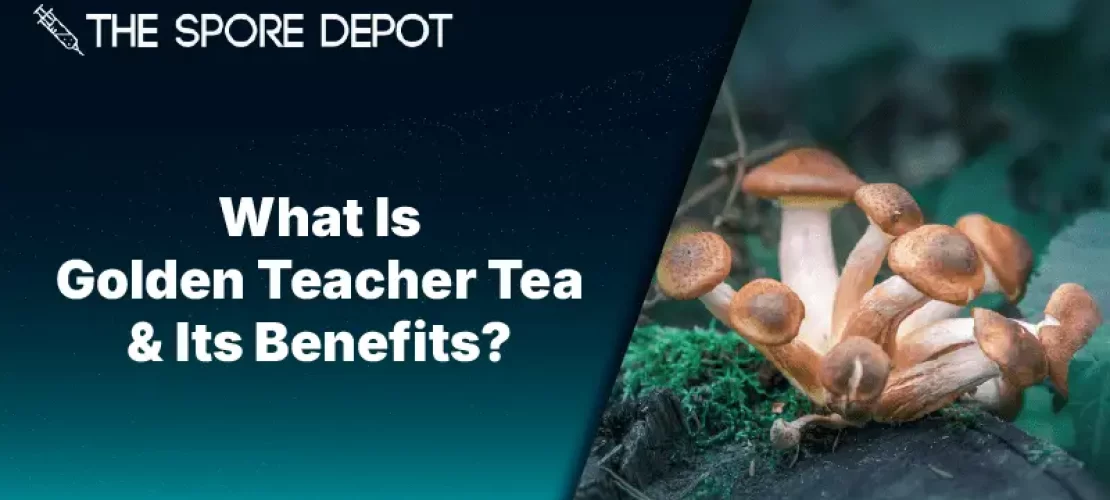 What Is Golden Teacher Tea & Its Benefits