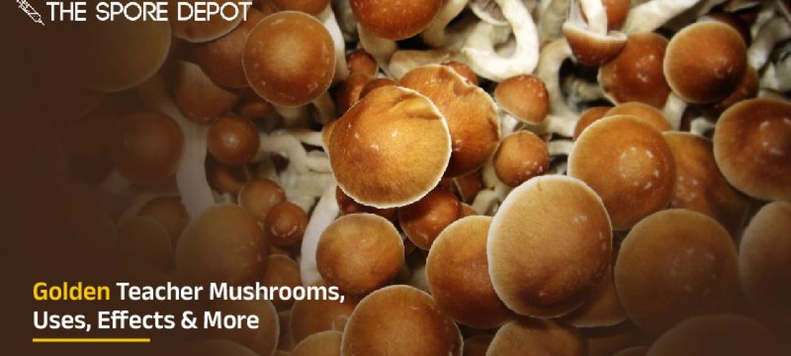 Golden Teacher Mushrooms, Uses, Effects & More
