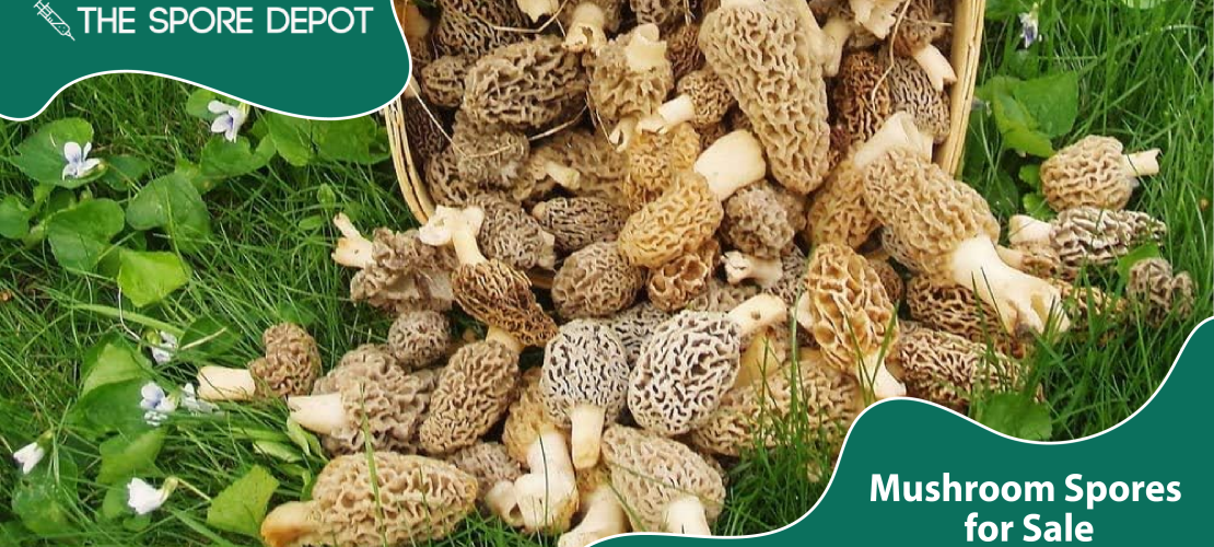 mushroom spores for sale